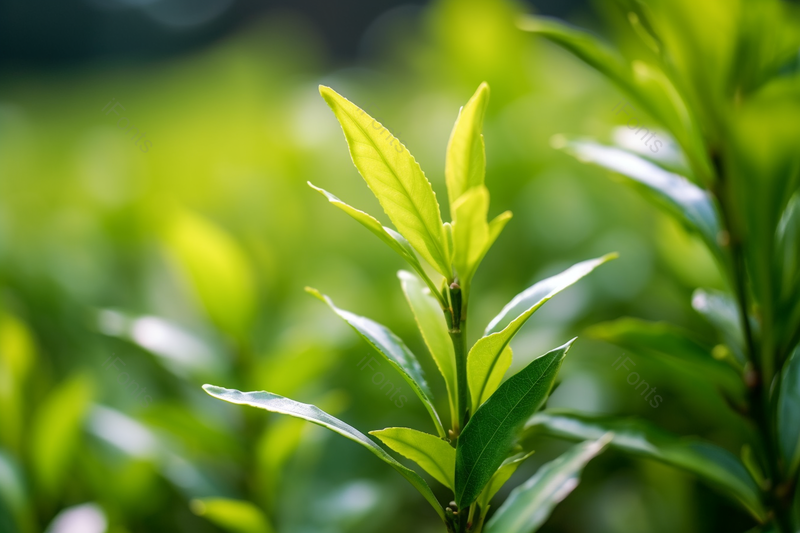 绿色茶园绿茶芽鲜叶近距离拍摄,高清,摄影图,摄影图片,图片大全,摄影图免费下载